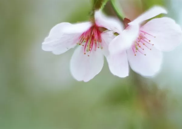 幸せ体質になる一番かんたんな方法 幸せ体質になる一番かんたんな方法 | こうさか あきこ |本